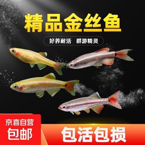 白云金絲魚觀賞魚