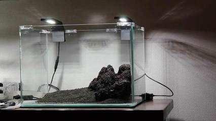 白化火箭魚(yú)能和龍魚(yú)混養(yǎng)嗎(白化火箭魚(yú)用多大的魚(yú)缸養(yǎng))