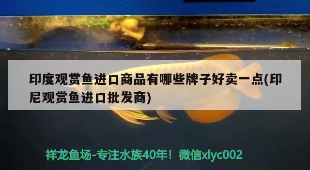 印度觀賞魚進口商品有哪些牌子好賣一點(印尼觀賞魚進口批發商)