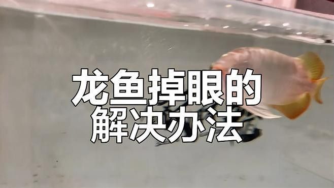 如何判斷龍魚是否需要吊眼手術 如何判斷龍魚是否需要吊眼手術 龍魚百科 第1張
