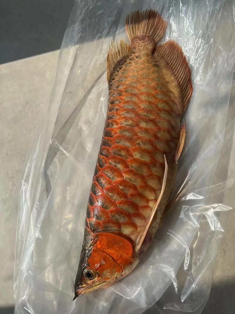 給我推薦幾款適合紅龍魚的食物