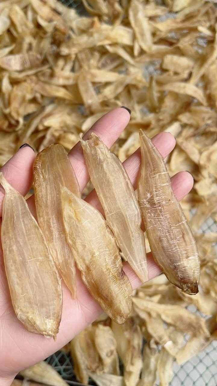 金龍魚膠 金龍魚膠 觀賞魚百科 第2張