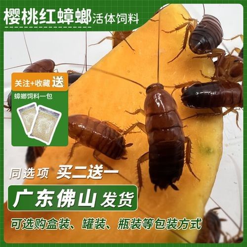 金龍魚幼體價(jià)格是多少