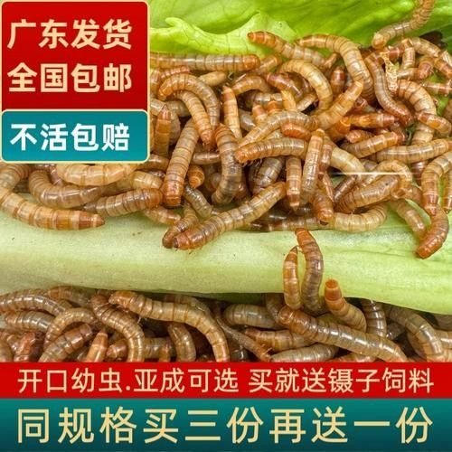 金龍魚幼體價(jià)格是多少
