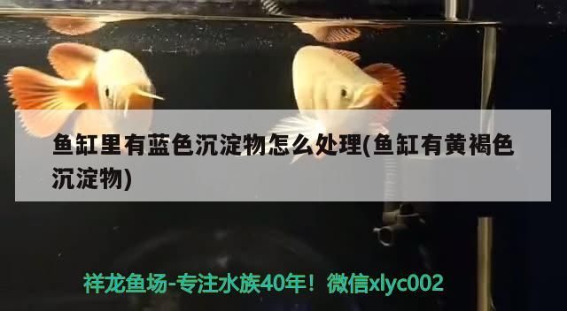 魚缸里有藍(lán)色沉淀物怎么處理(魚缸有黃褐色沉淀物)