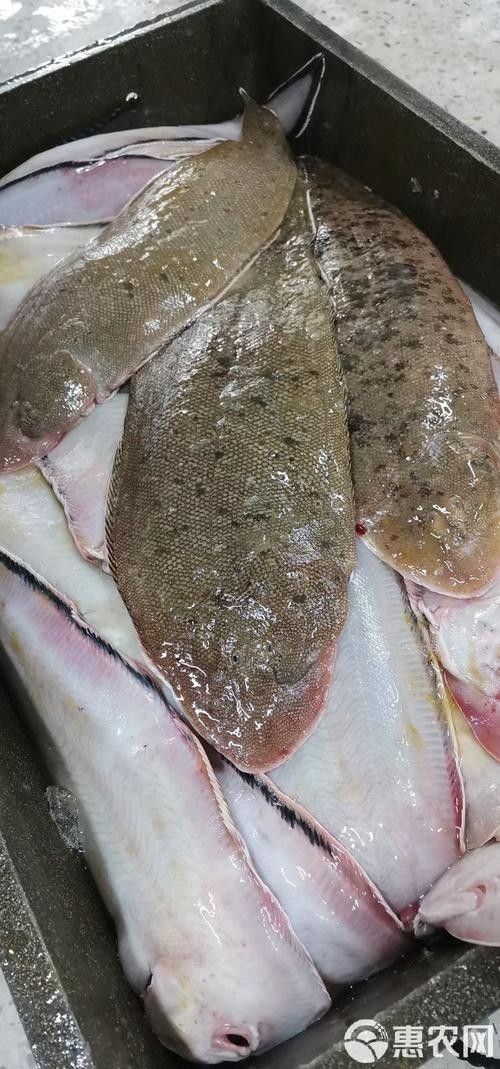 青島龍利魚踏板魚