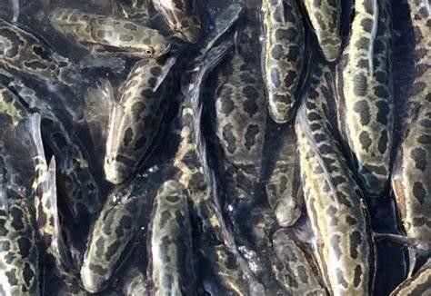 黑魚多久喂一次食物