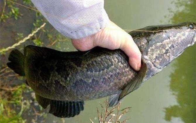 黑魚多久喂一次食物