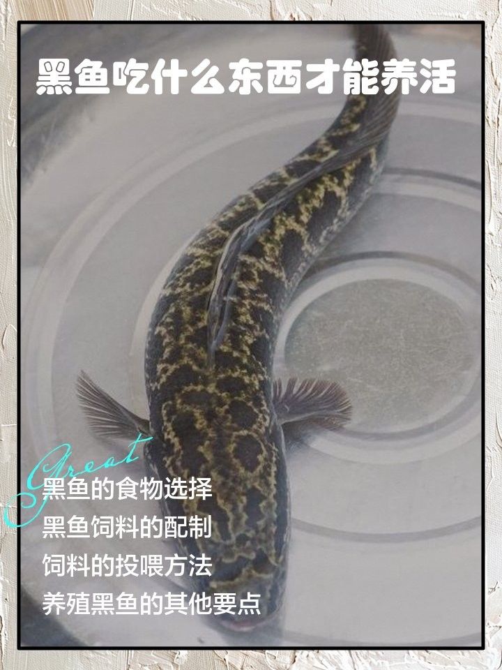 黑魚多久喂一次食物