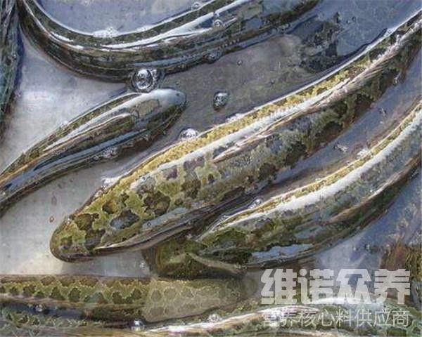 黑魚多久喂一次食物