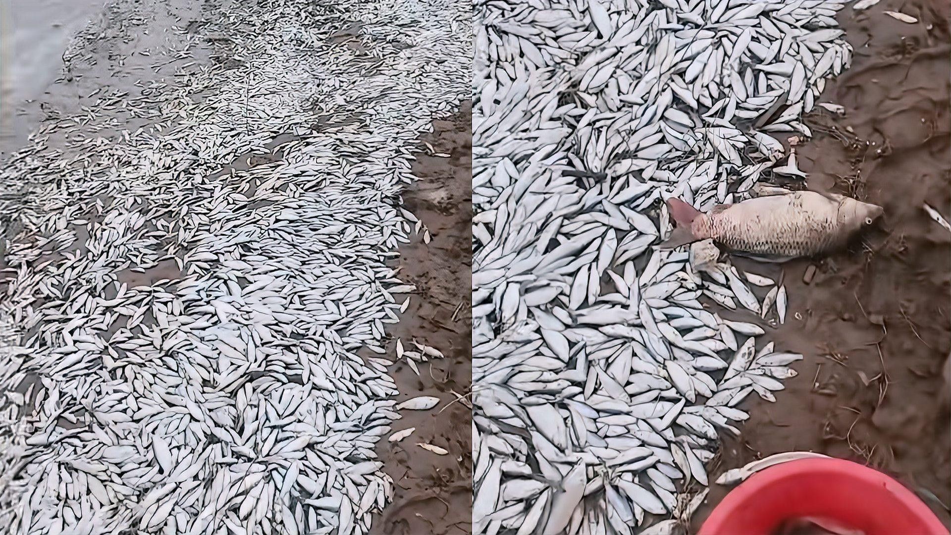 開封龍魚事件具體是什么