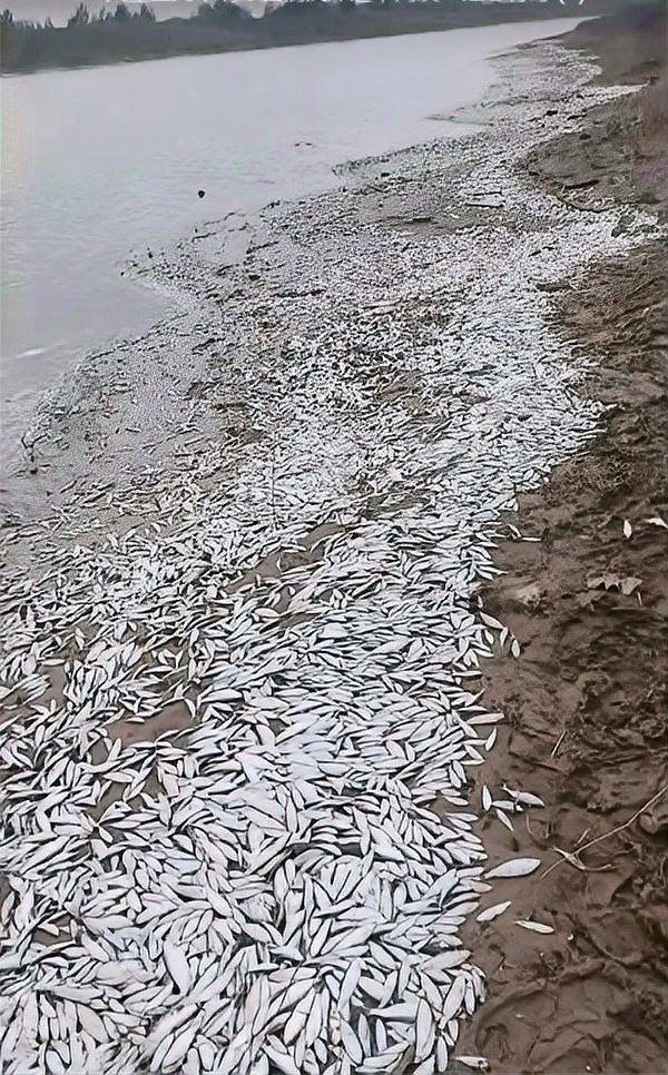 開封龍魚事件具體是什么