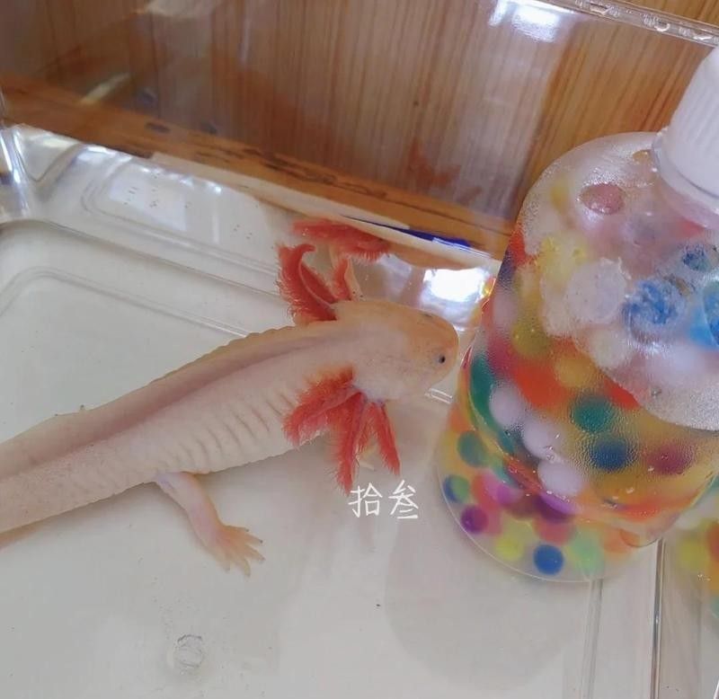 龍魚換水溫差大如何急救？