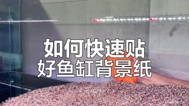 金龍魚缸背景貼如何固定？（如何固定金龍魚缸背景貼）