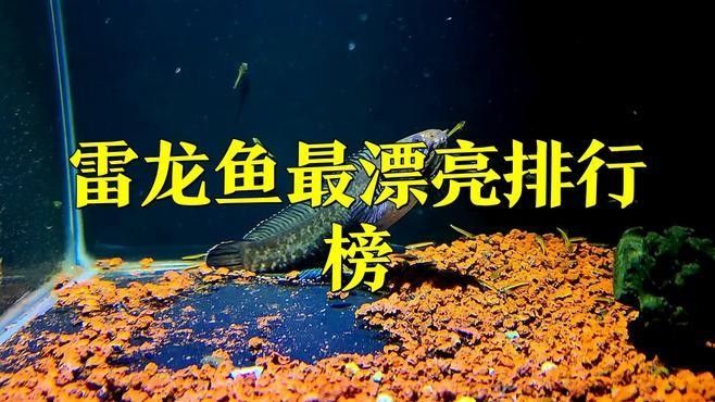 哪種雷龍魚品種最貴？