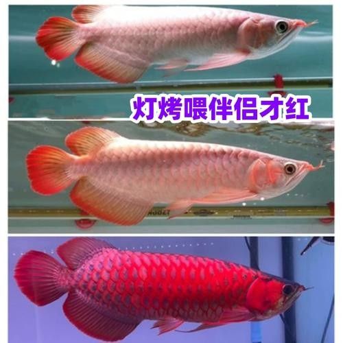 古典龍魚的市場價格如何