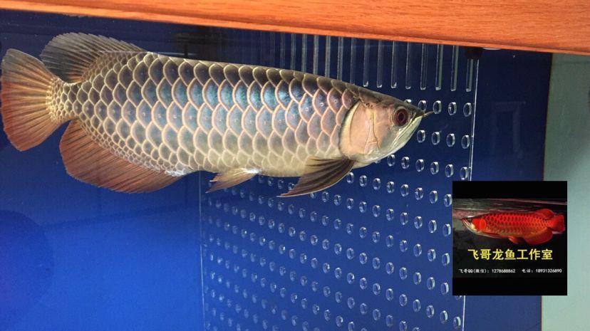 常州觀賞魚市場原生態古典過背金龍