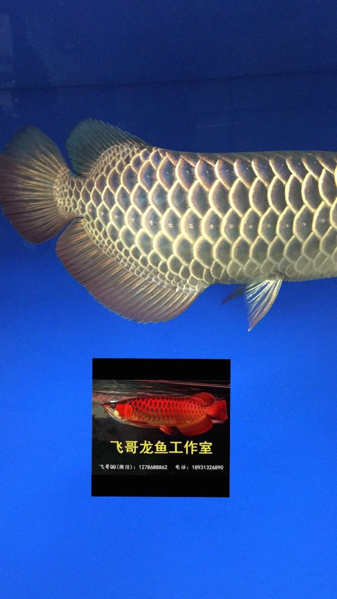 常州觀賞魚市場原生態古典過背金龍