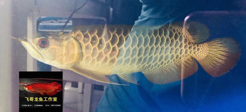常州觀賞魚市場原生態古典過背金龍