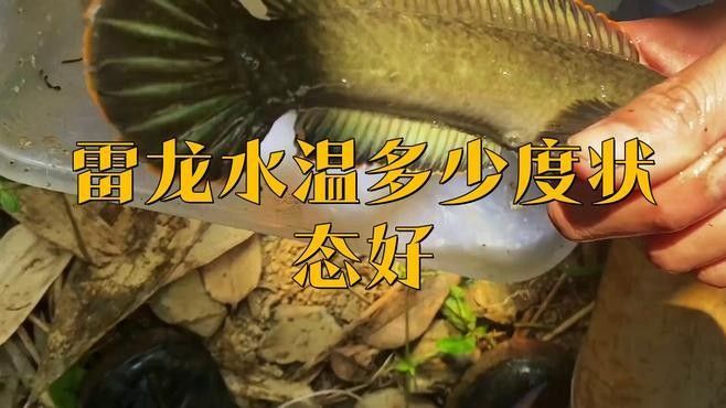 紅帝王雷龍魚的最佳飼養環境