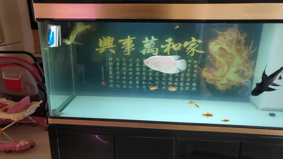樂山水族館換缸了養了2天水金龍試水（樂山水族館樂山水族館換缸后水金龍試水金龍試水）