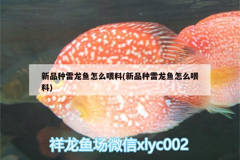 新品種雷龍魚怎么喂料(新品種雷龍魚怎么喂料) 新品種雷龍魚怎么喂料(新品種雷龍魚怎么喂料) 觀賞魚百科