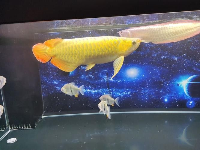 云浮紅龍魚 云浮紅龍魚 觀賞魚百科 第7張