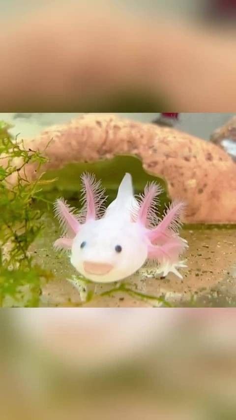 六角恐龍的再生能力有多強？ 六角恐龍的再生能力有多強？ 龍魚百科 第6張
