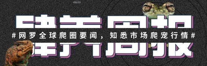 六角恐龍的再生能力有多強？ 六角恐龍的再生能力有多強？ 龍魚百科 第7張