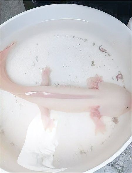 四角龍魚能長多大