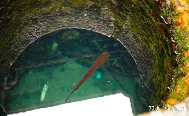 四角龍魚能長多大