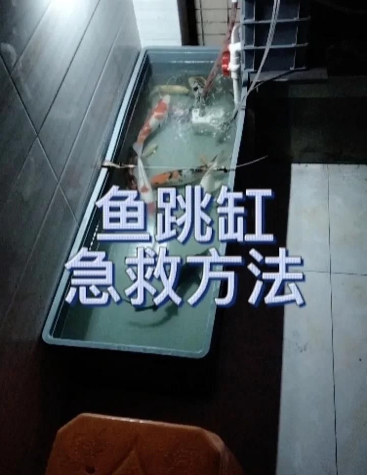 跳缸后多久是黃金搶救時間？