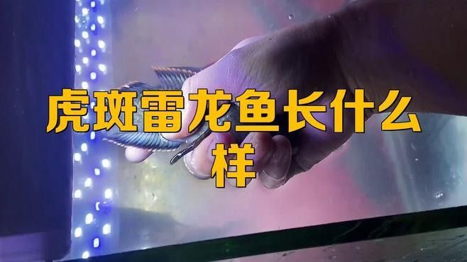 哪些龍魚品種具有虎斑特征（虎斑龍魚的品種大全，）