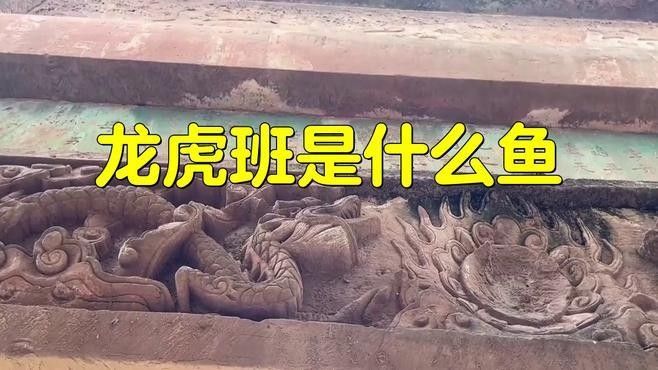 哪些龍魚品種具有虎斑特征（虎斑龍魚的品種大全，）