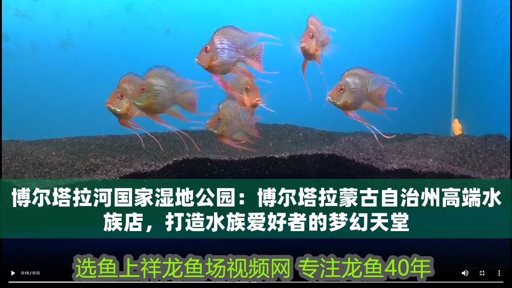 博爾塔拉河國(guó)家濕地公園：博爾塔拉蒙古自治州高端水族店，打造水族愛(ài)好者的夢(mèng)幻天堂