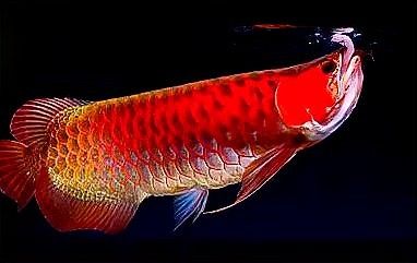 哪種紅龍魚最稀有（紅龍魚什么品種最稀有？）