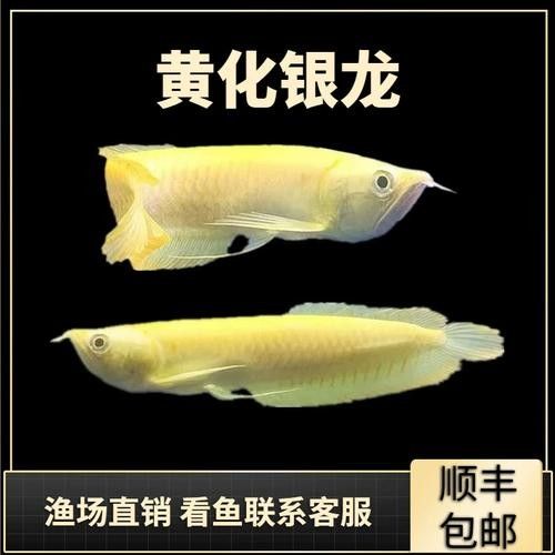 鯊魚嘴龍魚有哪些缺點 龍魚百科 第4張 鯊魚嘴龍魚有哪些缺點 鯊魚嘴龍魚有哪些缺點 龍魚百科 第4張