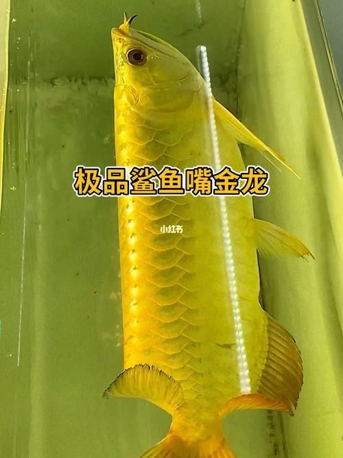 鯊魚嘴龍魚有哪些缺點 龍魚百科 第2張 鯊魚嘴龍魚有哪些缺點 鯊魚嘴龍魚有哪些缺點 龍魚百科 第2張