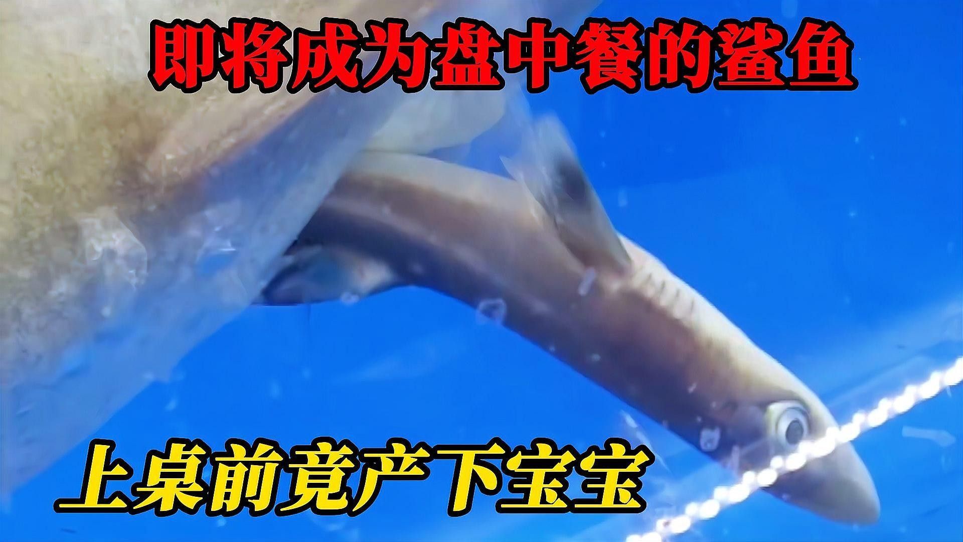 鯊魚嘴龍魚有哪些缺點 鯊魚嘴龍魚有哪些缺點 龍魚百科 第6張