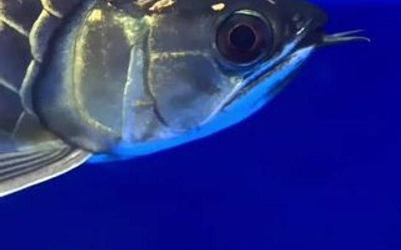 鯊魚嘴龍魚有哪些缺點 龍魚百科 第1張 鯊魚嘴龍魚有哪些缺點 鯊魚嘴龍魚有哪些缺點 龍魚百科 第1張