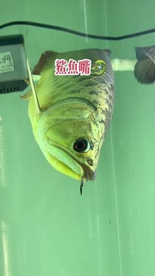 鯊魚嘴龍魚有哪些缺點 龍魚百科 第3張 鯊魚嘴龍魚有哪些缺點 鯊魚嘴龍魚有哪些缺點 龍魚百科 第3張