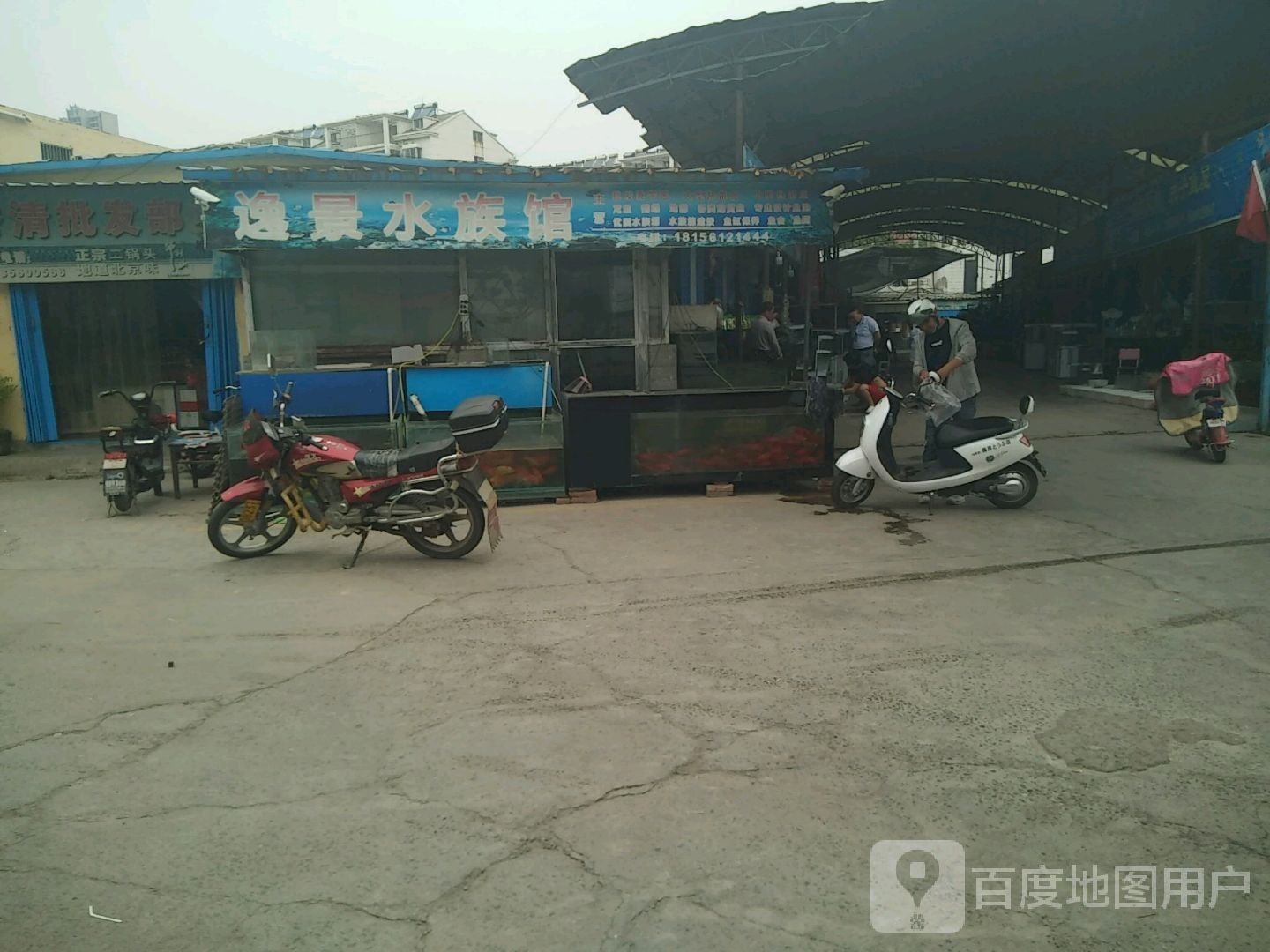 杜集哪個水族館龍魚好？祥龍魚場龍魚