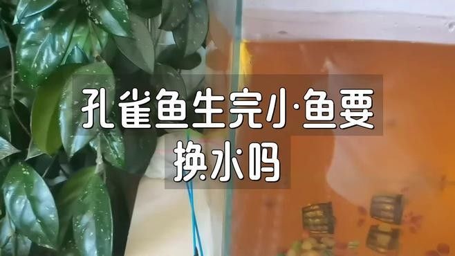 孔雀魚產(chǎn)后需要單獨(dú)靜養(yǎng)嗎？