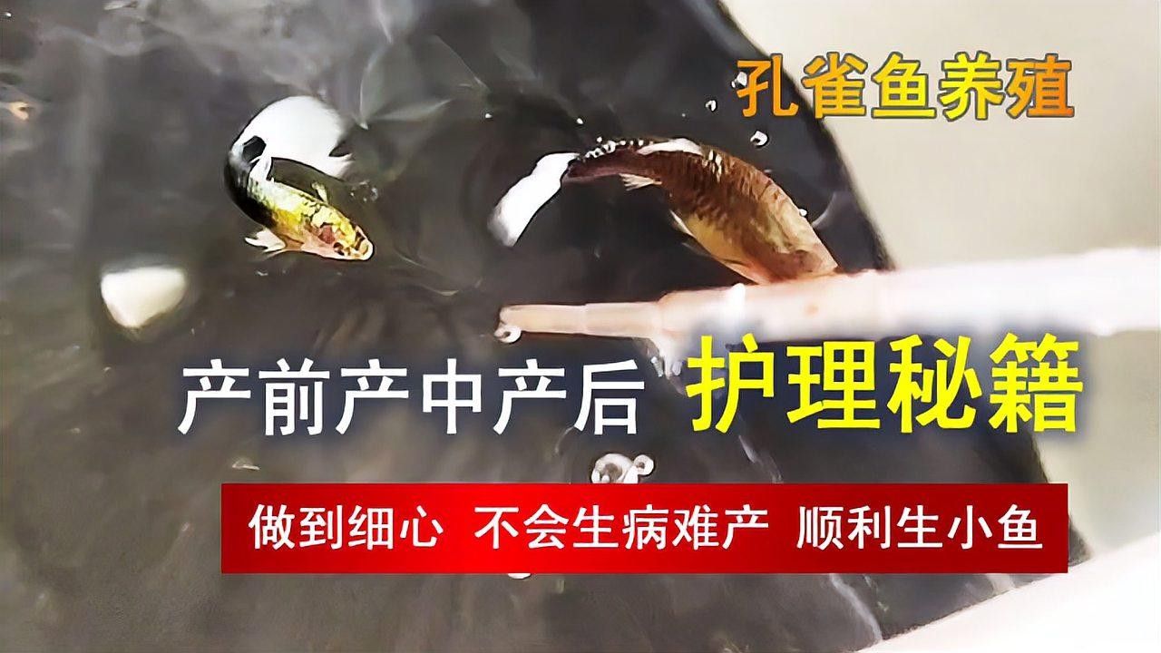 孔雀魚產(chǎn)后需要單獨(dú)靜養(yǎng)嗎？