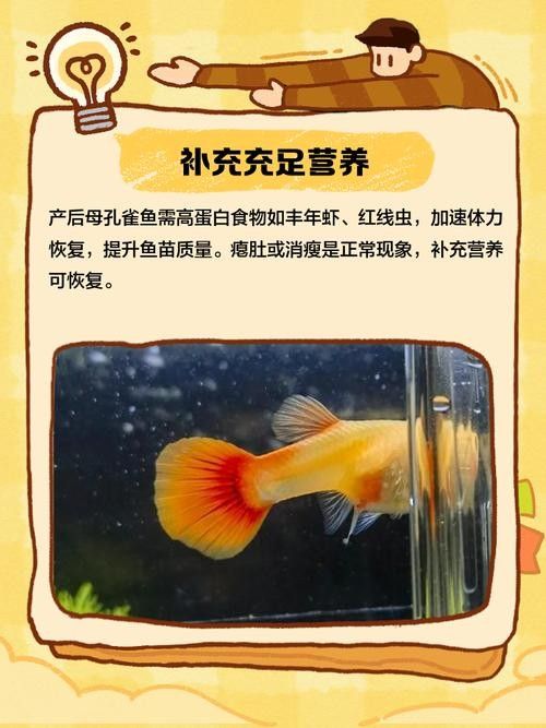 孔雀魚產(chǎn)后需要單獨(dú)靜養(yǎng)嗎？