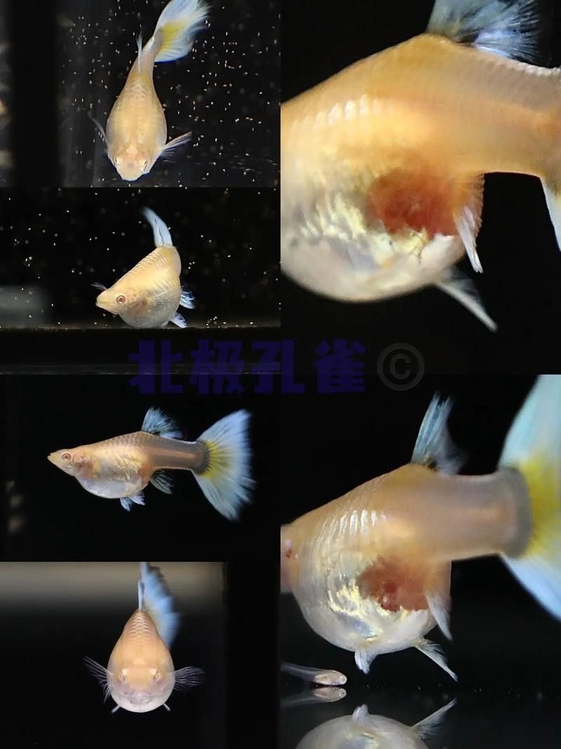 孔雀魚產(chǎn)后需要單獨(dú)靜養(yǎng)嗎？