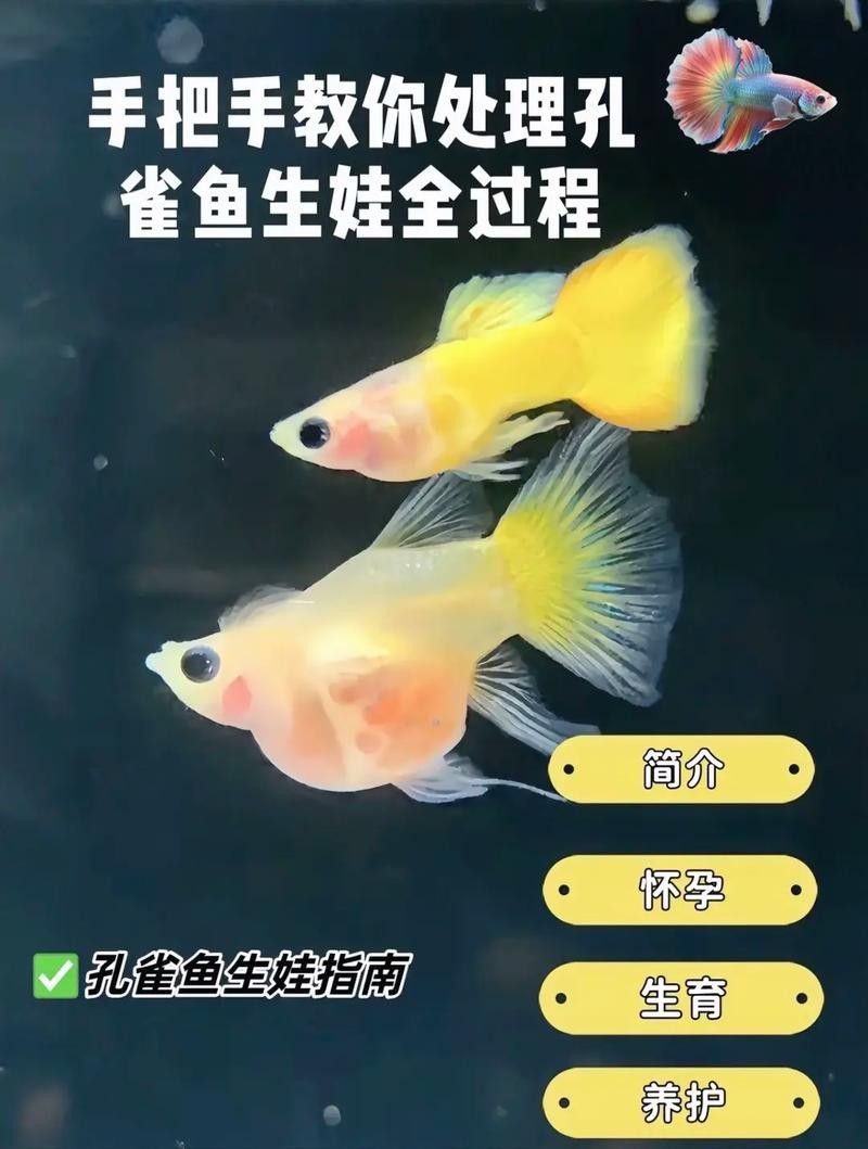孔雀魚產(chǎn)后需要單獨(dú)靜養(yǎng)嗎？