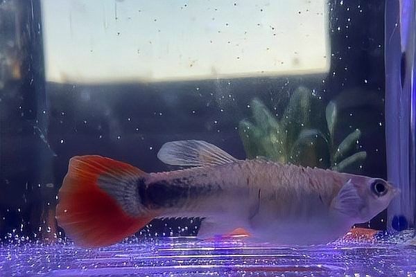 孔雀魚產(chǎn)后需要單獨(dú)靜養(yǎng)嗎？