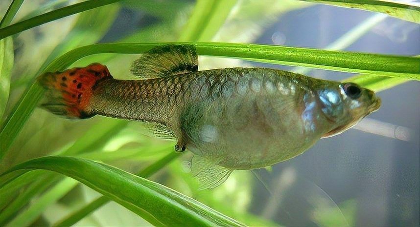 孔雀魚產(chǎn)后需要單獨(dú)靜養(yǎng)嗎？