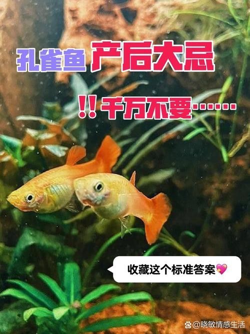 孔雀魚產(chǎn)后需要單獨(dú)靜養(yǎng)嗎？